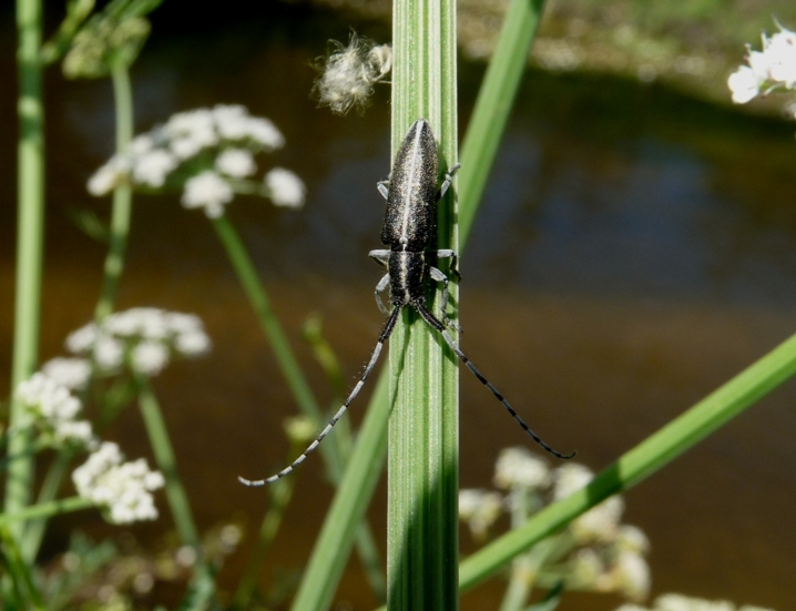 Agapanthia ... suturalis